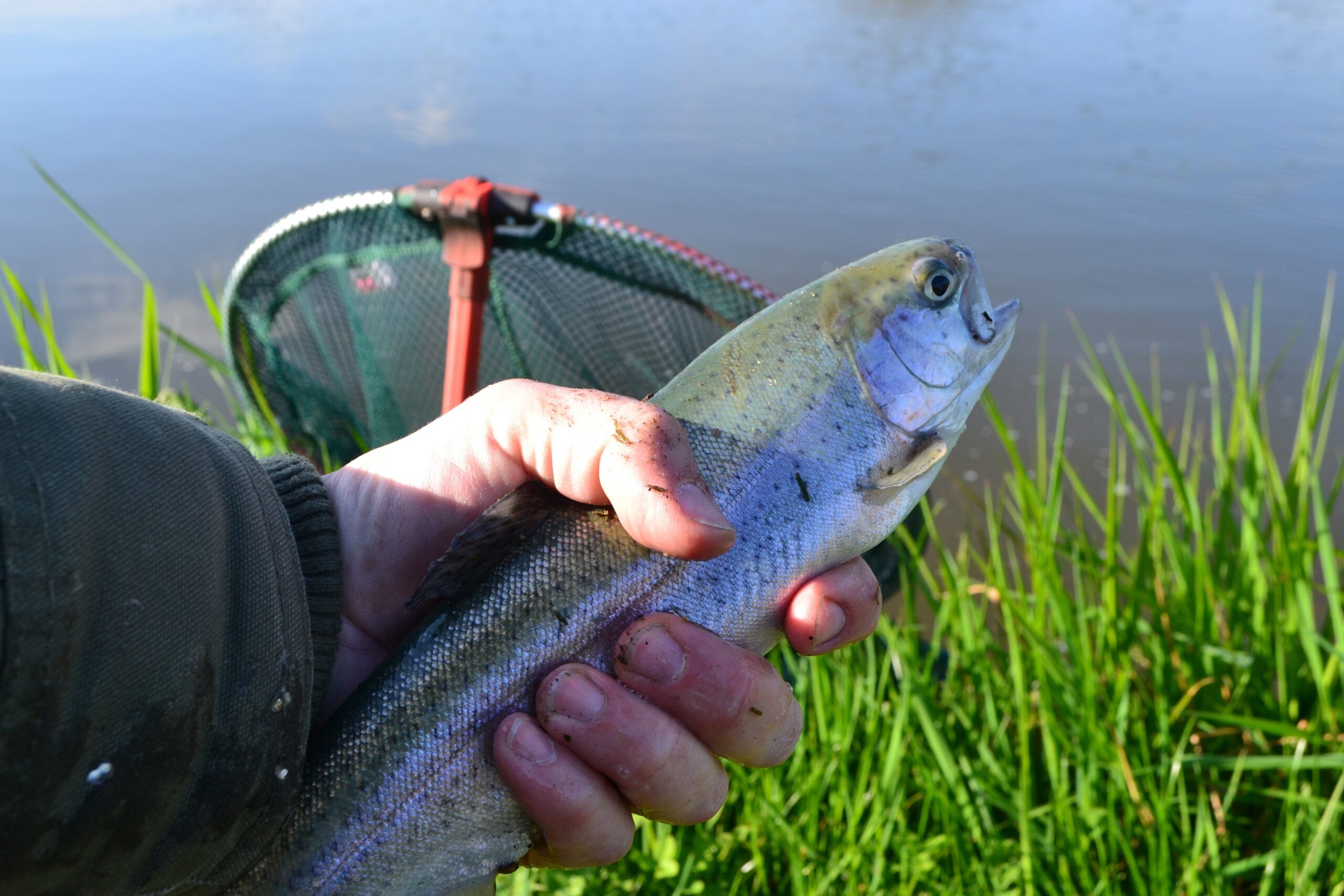 Forel BBQ COBB Rookoven