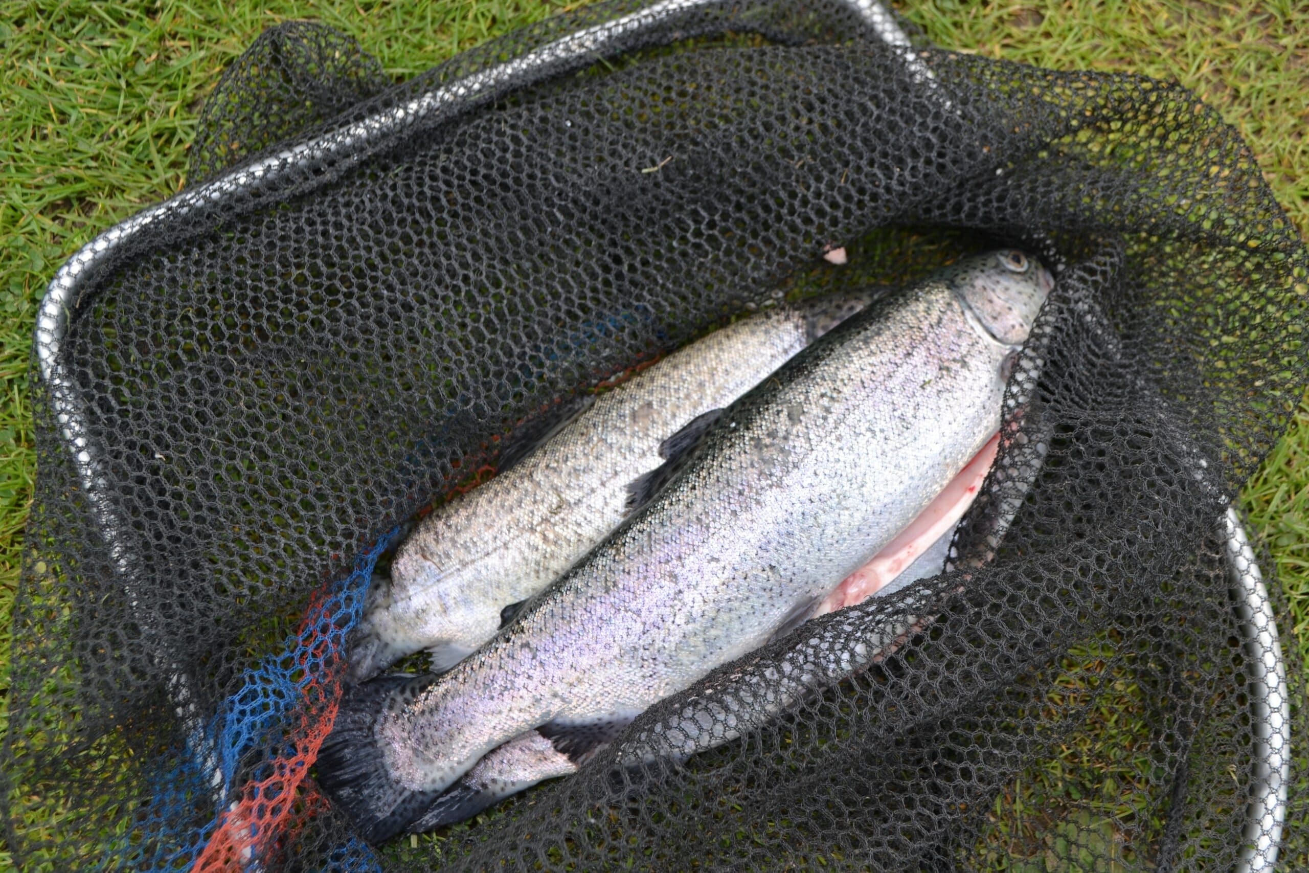 Forel BBQ COBB Rookoven